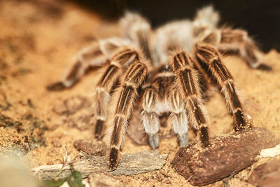 Close-up of spider on field