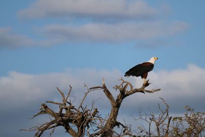 Low angle view of bird perching on branch against sky