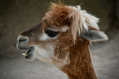 Close-up of an alpaca