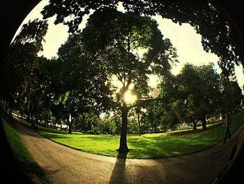 Sun shining through trees