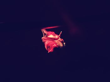 Close-up of red flower against black background