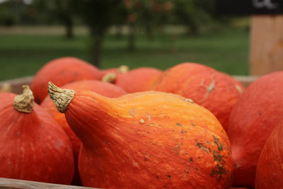 Close-up of orange for sale in market