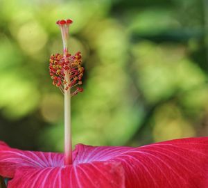 Close-up of red flowering plant