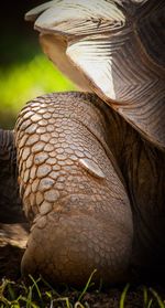 Close-up of a bird