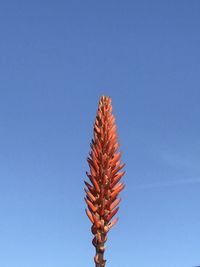 Low angle view of plant against clear blue sky