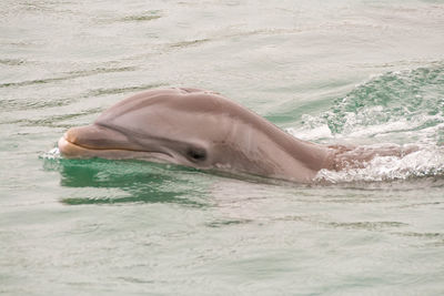 Horse swimming in sea