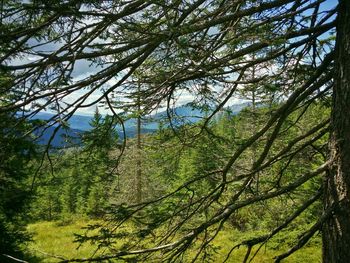 Low angle view of tree