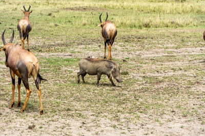 Topi antelope and warthog in the fields