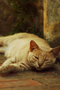 Close-up of stray cat resting on footpath