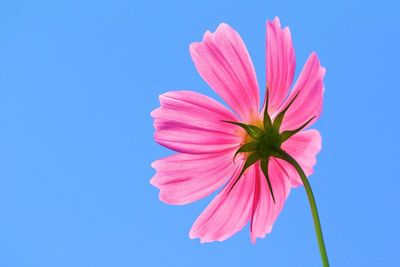 Low angle view of pink cosmos blooming against clear blue sky