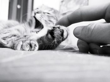 Close-up of hand holding cat