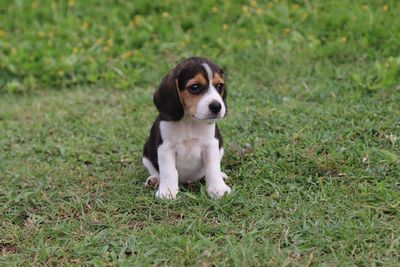 Portrait of dog sitting on field