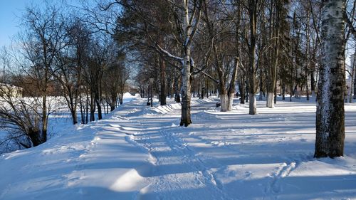 Bare trees on snow covered field