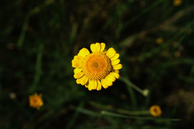 Close-up of yellow flowering plant