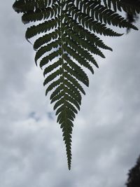 Low angle view of fern and tree against sky