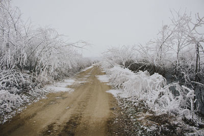 Road amidst bare trees against clear sky during winter