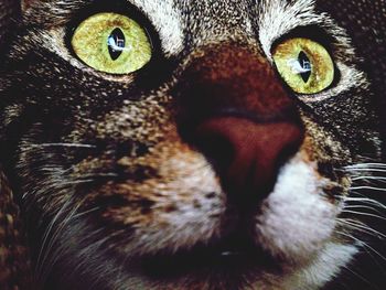 Close-up portrait of a cat