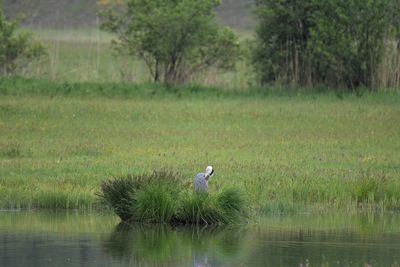 Bird perching on a lake