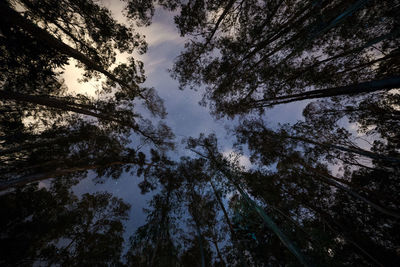 Low angle view of trees against sky