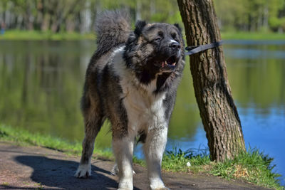 Close-up of a dog on the lake