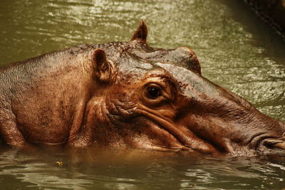 Hippopotamus head in the river