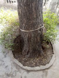 Close-up of tree trunk