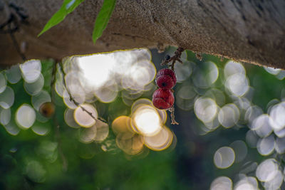 Fruits hanging on tree