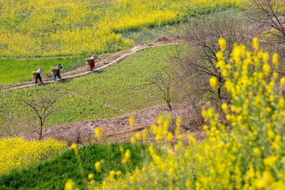 rapeseed