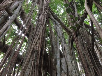 Low angle view of trees in forest