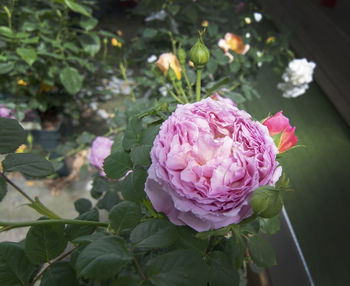 Close-up of pink rose