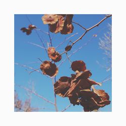 Low angle view of flowering plant against blue sky