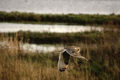 Bird flying over a field