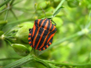 Close-up of graphosoma lineatum on plant