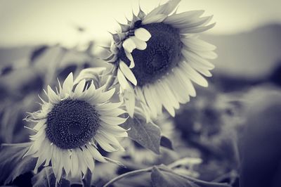 Close-up of sunflower blooming on field