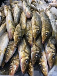 High angle view of fish for sale in market