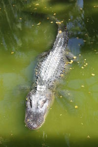 High angle view of crocodile in lake