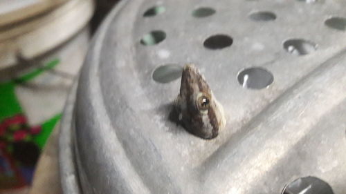 High angle view of insect on wood