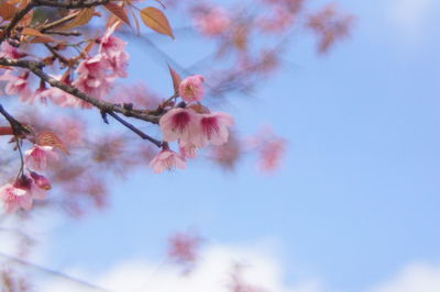 Low angle view of cherry blossoms in spring