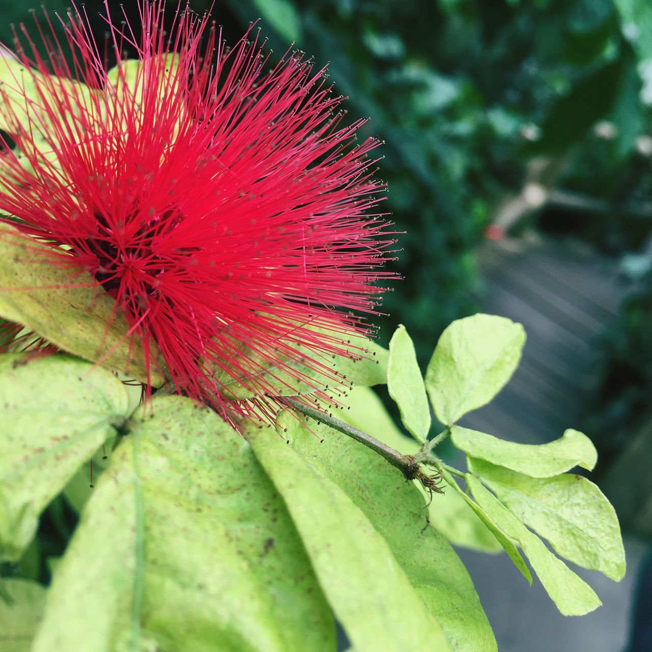 flower, freshness, fragility, growth, close-up, leaf, springtime, beauty in nature, selective focus, blossom, flower head, botany, plant, in bloom, nature, green color, season, stamen, focus on foreground, single flower, petal, vibrant color, bloom, macro, softness, day, plant life, new life, outdoors, pink color, growing, exoticism, green