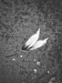 High angle view of swan swimming in water