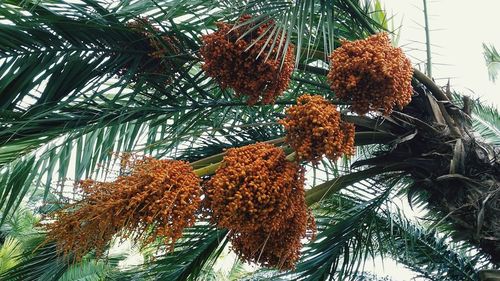 Low angle view of palm trees