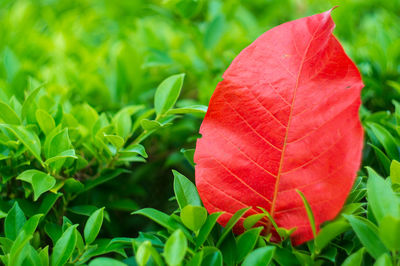Close-up of red leaf on field