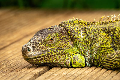 Close-up of iguana on wood