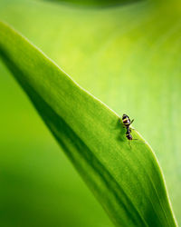 Close-up of insect on leaf