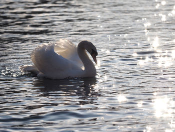 Swan swimming in lake