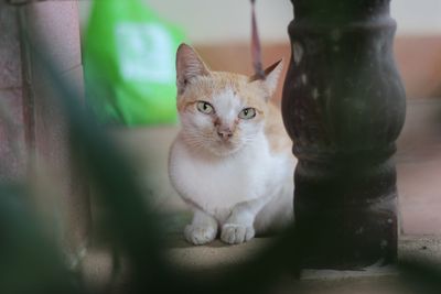 Portrait of cat sitting on floor