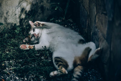 Cat lying down on land