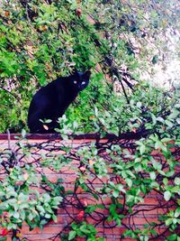 Cat lying on plant