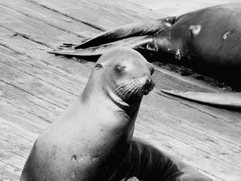 Sea lions on pier during sunny day