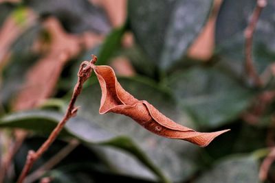 Close-up of lizard on plant